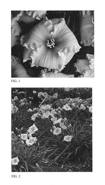 Figure 1 of US plant patent PP28643, the photograph of Orange Smoothie printed in the patent.