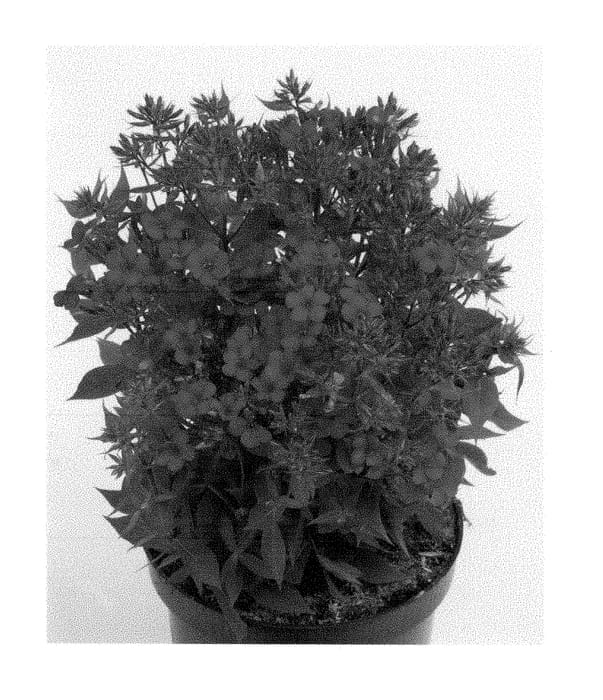 Figure 1 of US plant patent PP28644, the photograph of Barphearcer printed in the patent.