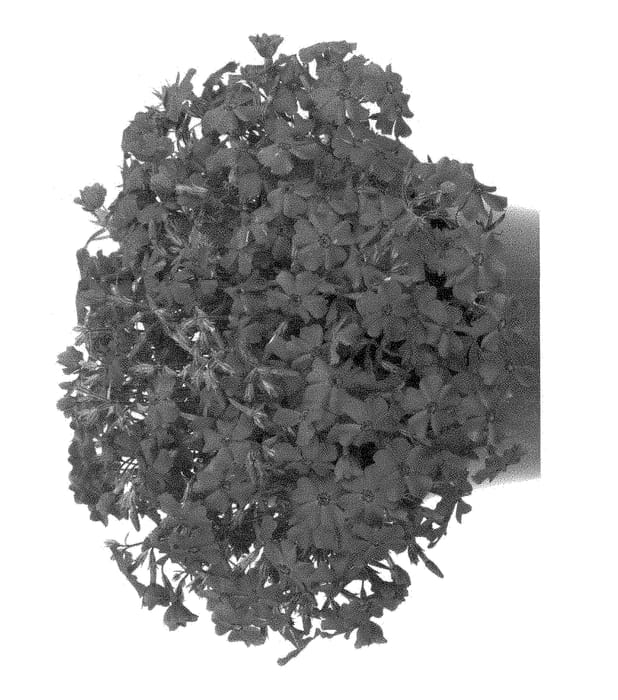 Figure 1 of US plant patent PP28645, the photograph of Barphsphopi printed in the patent.
