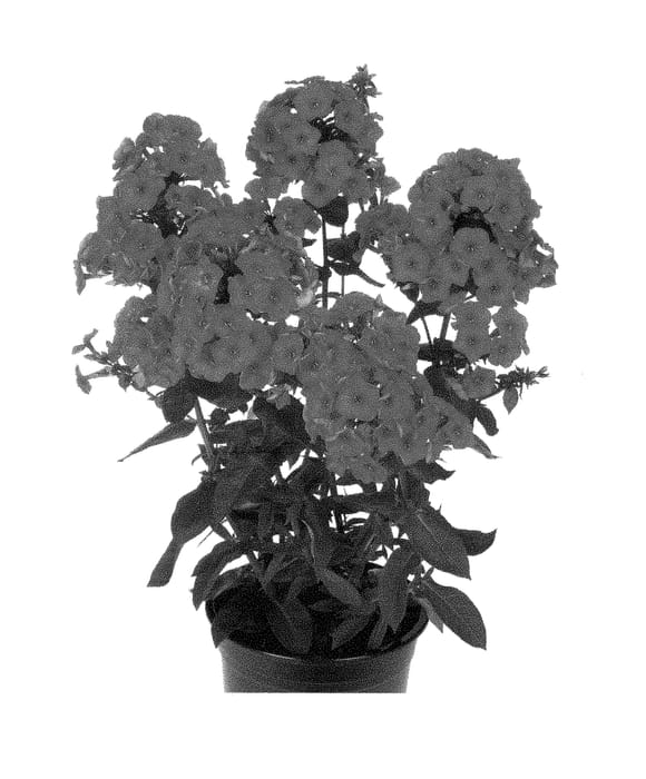 Figure 1 of US plant patent PP28646, the photograph of Barphflare printed in the patent.