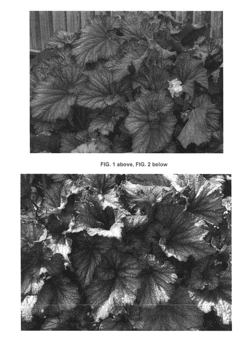 Figure 1 of US plant patent PP28647, the photograph of TNBEGTRS printed in the patent.
