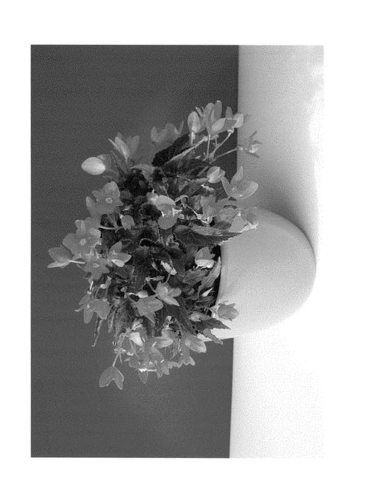 Figure 1 of US plant patent PP28648, the photograph of BKPBELLV printed in the patent.