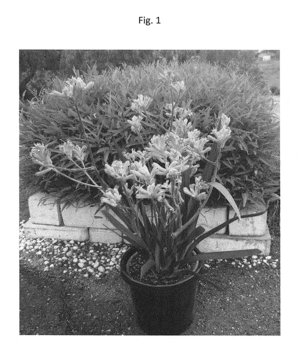 Figure 1 of US plant patent PP28649, the photograph of KP03 printed in the patent.