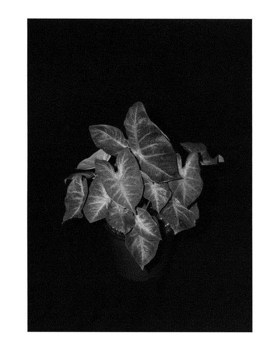 Figure 1 of US plant patent PP28650, the photograph of Berries N' Burgundy printed in the patent.