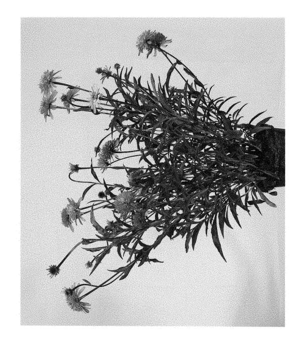 Figure 1 of US plant patent PP28651, the photograph of Minbel252 printed in the patent.