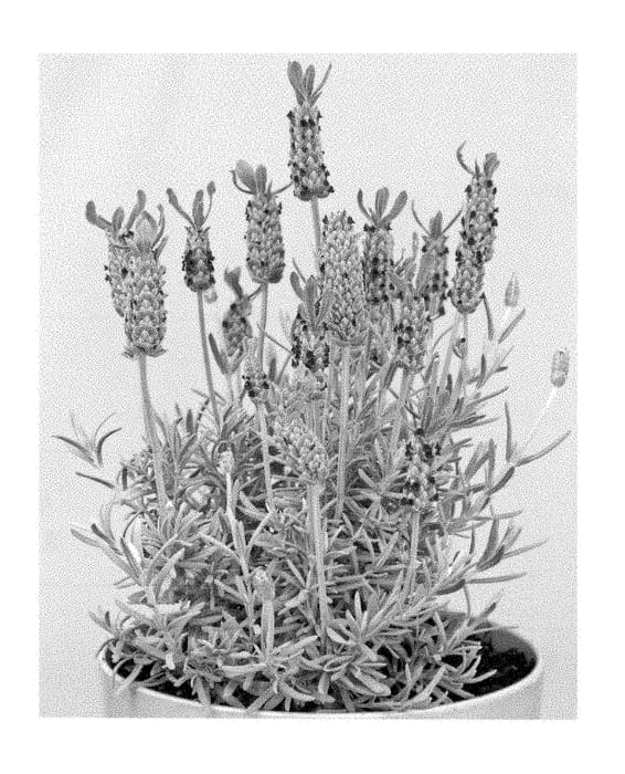 Figure 1 of US plant patent PP28652, the photograph of Anouk Deluxe 1312 printed in the patent.