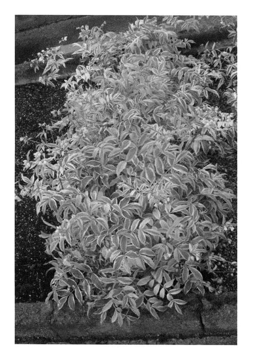 Figure 1 of US plant patent PP28653, the photograph of Polelodge printed in the patent.