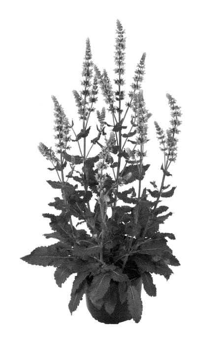 Figure 1 of US plant patent PP28654, the photograph of Bareulbecilas printed in the patent.