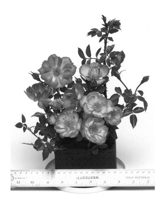 Figure 1 of US plant patent PP28655, the photograph of WEKsurdicla printed in the patent.