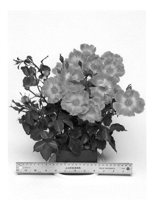 Figure 1 of US plant patent PP28656, the photograph of WEKsolcibarko printed in the patent.