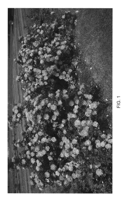 Figure 1 of US plant patent PP28657, the photograph of Radpetals printed in the patent.