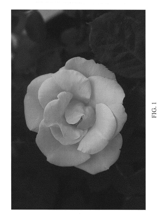 Figure 1 of US plant patent PP28658, the photograph of Radnectar printed in the patent.