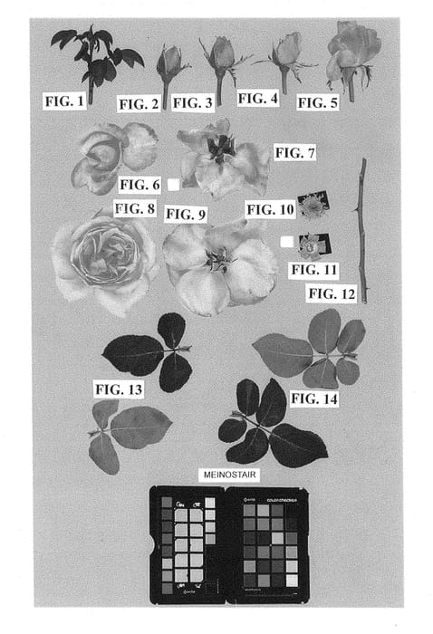 Figure 1 of US plant patent PP28659, the photograph of Meinostair printed in the patent.