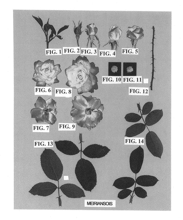 Figure 1 of US plant patent PP28661, the photograph of Meiriansois printed in the patent.