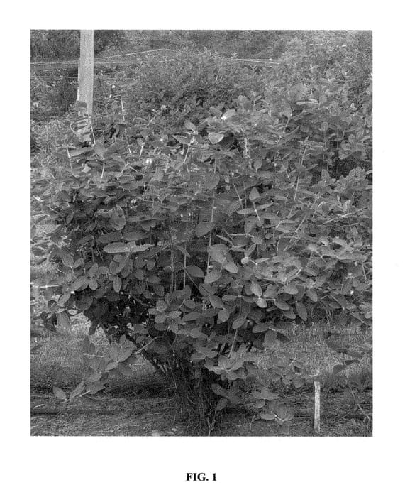 Figure 1 of US plant patent PP28662, the photograph of Kaido printed in the patent.