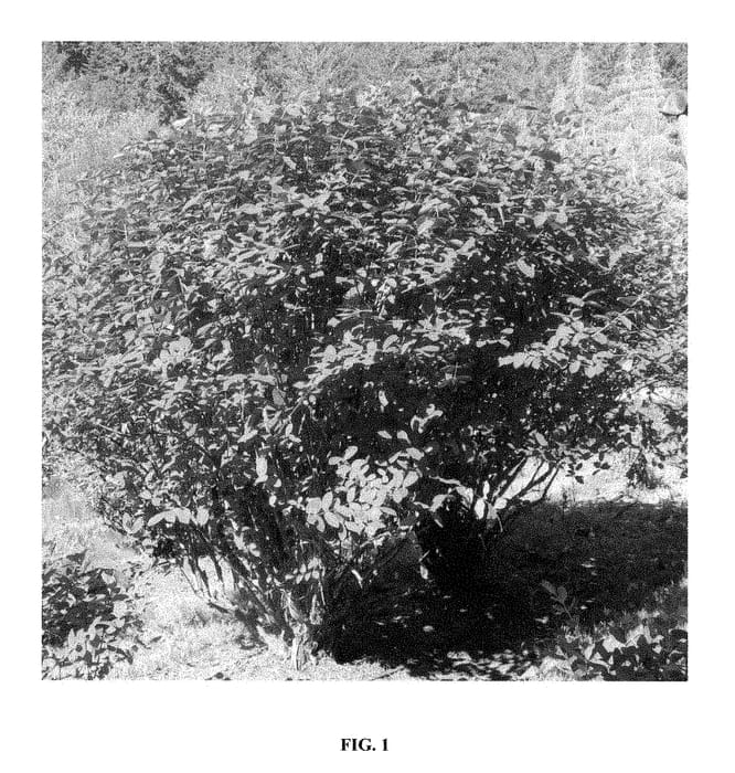Figure 1 of US plant patent PP28663, the photograph of Chito printed in the patent.
