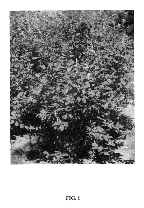 Figure 1 of US plant patent PP28664, the photograph of Kawai printed in the patent.
