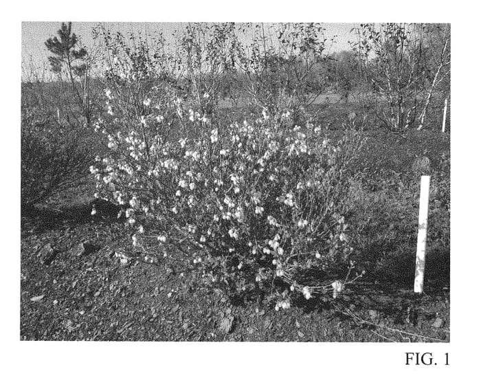 Figure 1 of US plant patent PP28665, the photograph of TO-1319 printed in the patent.
