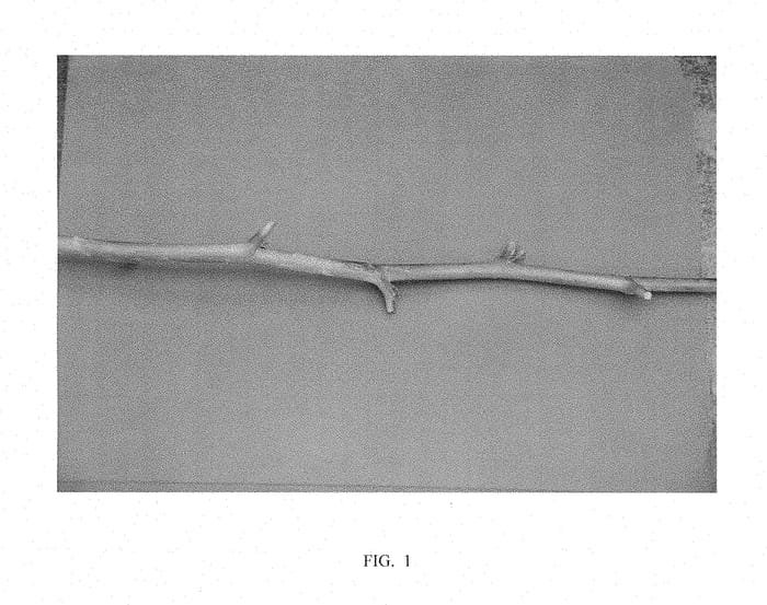 Figure 1 of US plant patent PP28666, the photograph of KOKANEE printed in the patent.
