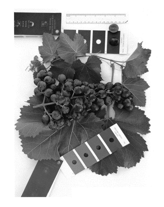 Figure 1 of US plant patent PP28667, the photograph of IFG Twenty-three printed in the patent.