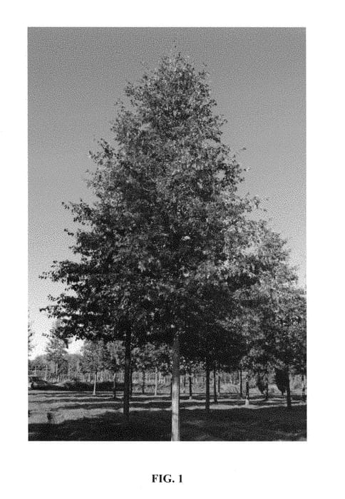 Figure 1 of US plant patent PP28668, the photograph of Woodside Splendor printed in the patent.