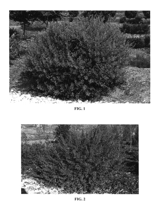 Figure 1 of US plant patent PP28669, the photograph of Fine Textured Compact Select A printed in the patent.