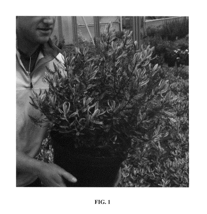 Figure 1 of US plant patent PP28670, the photograph of Celebration printed in the patent.