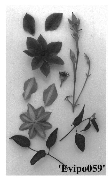 Figure 1 of US plant patent PP28671, the photograph of Evipo059 printed in the patent.