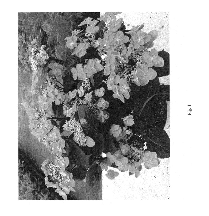 Figure 1 of US plant patent PP28672, the photograph of SMNMAKTSR printed in the patent.