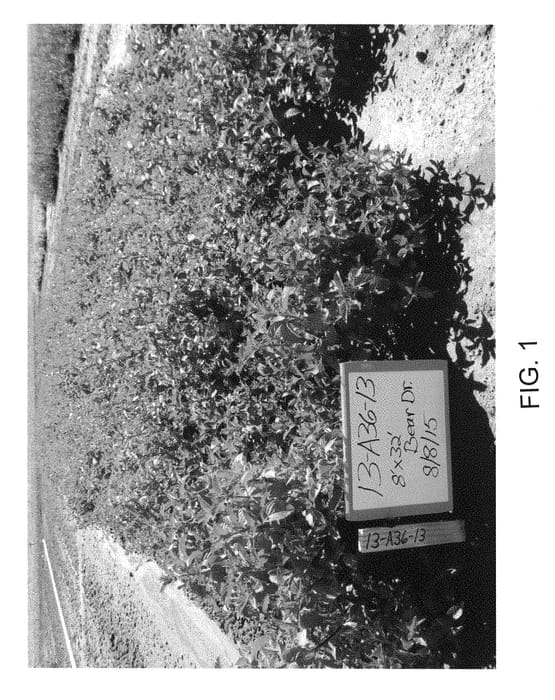 Figure 1 of US plant patent PP28673, the photograph of Klondike printed in the patent.