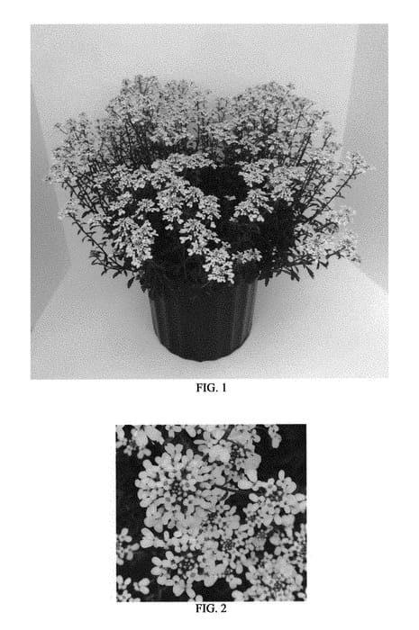 Figure 1 of US plant patent PP28674, the photograph of White Heat printed in the patent.