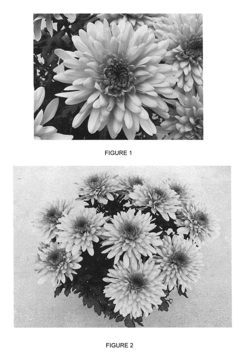 Figure 1 of US plant patent PP28675, the photograph of CIDZ0061 printed in the patent.