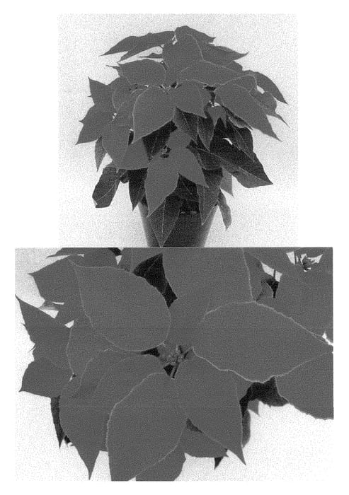 Figure 1 of US plant patent PP28676, the photograph of Bonpri 1095 printed in the patent.