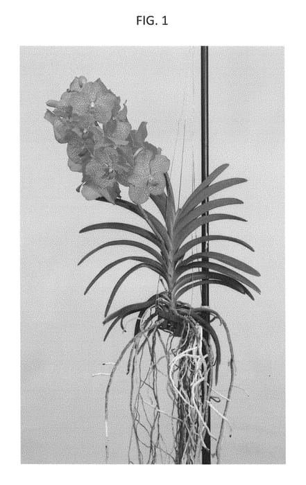 Figure 1 of US plant patent PP28677, the photograph of SPCDW1510 printed in the patent.