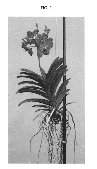 Figure 1 of US plant patent PP28678, the photograph of SPCDW1508 printed in the patent.