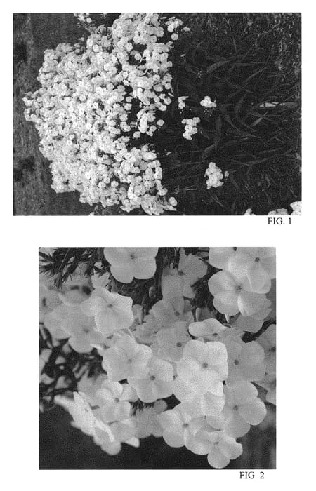 Figure 1 of US plant patent PP28679, the photograph of Fashionably Early Crystal printed in the patent.