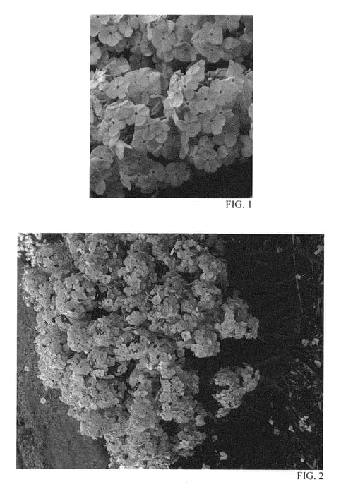 Figure 1 of US plant patent PP28680, the photograph of Fashionably Early Princess printed in the patent.