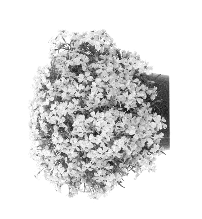 Figure 1 of US plant patent PP28681, the photograph of Barphspribluimp printed in the patent.