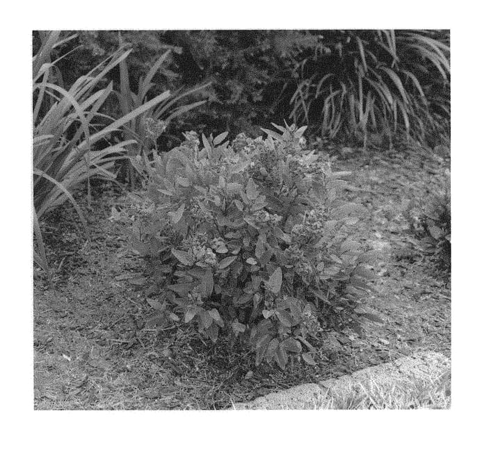 Figure 1 of US plant patent PP28682, the photograph of HB2 printed in the patent.