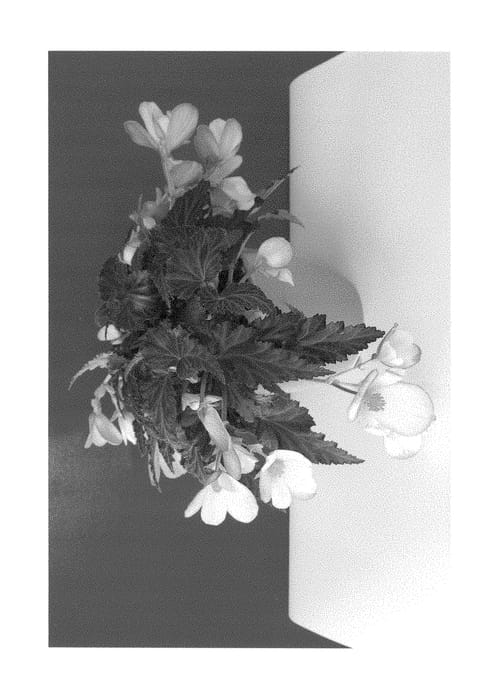 Figure 1 of US plant patent PP28683, the photograph of BKPBEWFASO printed in the patent.
