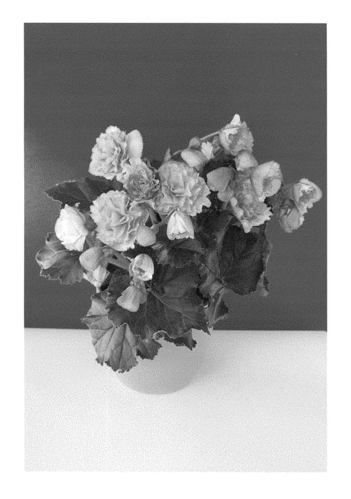Figure 1 of US plant patent PP28684, the photograph of BKPBEEFR printed in the patent.