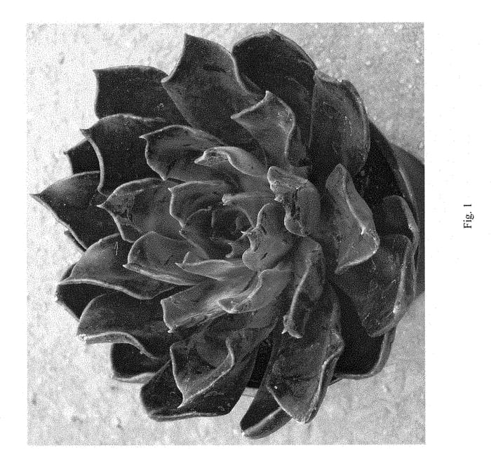 Figure 1 of US plant patent PP28685, the photograph of Dark Moon printed in the patent.