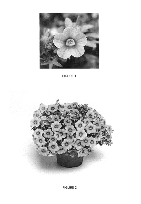 Figure 1 of US plant patent PP28686, the photograph of CBRZ0001 printed in the patent.