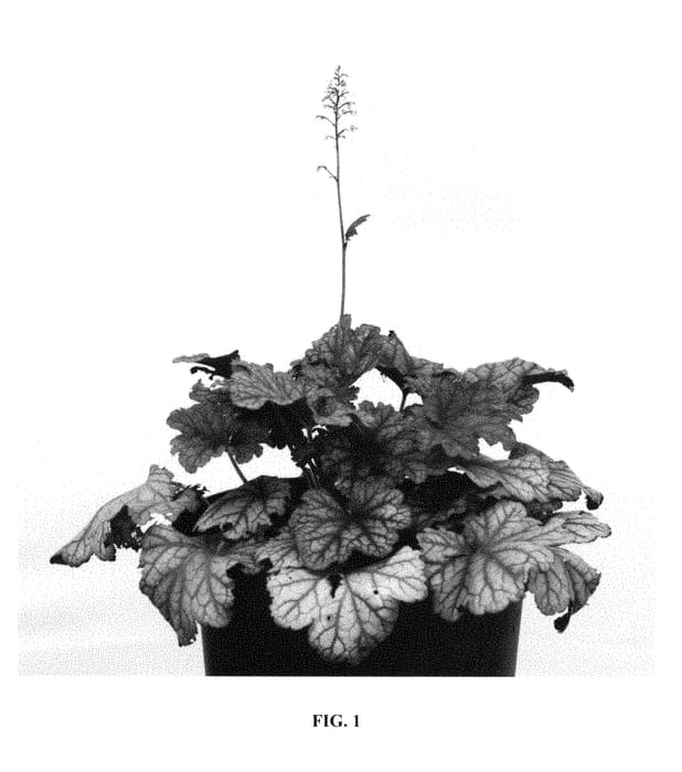 Figure 1 of US plant patent PP28687, the photograph of Plum Power printed in the patent.
