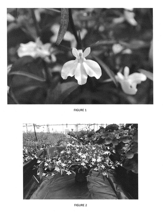Figure 1 of US plant patent PP28688, the photograph of LOBZ0005 printed in the patent.