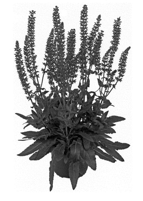 Figure 1 of US plant patent PP28689, the photograph of Bareulbpeedlas printed in the patent.