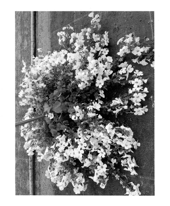 Figure 1 of US plant patent PP28690, the photograph of VOLSUT 2302 printed in the patent.