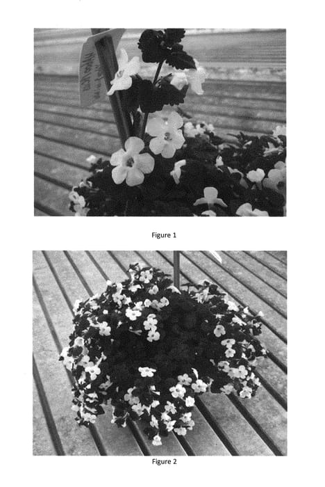 Figure 1 of US plant patent PP28691, the photograph of SUTZ0001 printed in the patent.
