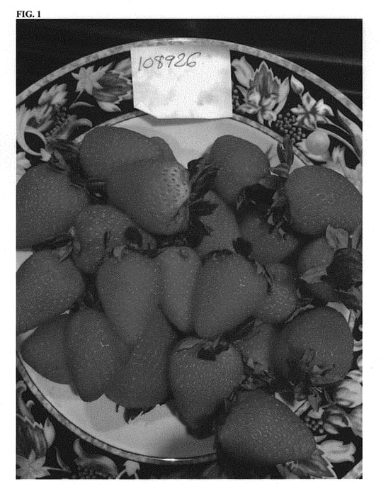 Figure 1 of US plant patent PP28692, the photograph of Playa printed in the patent.