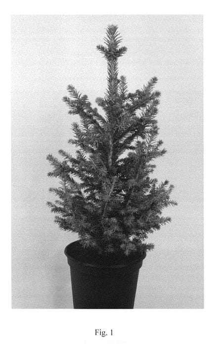 Figure 1 of US plant patent PP28693, the photograph of Dougart12 printed in the patent.